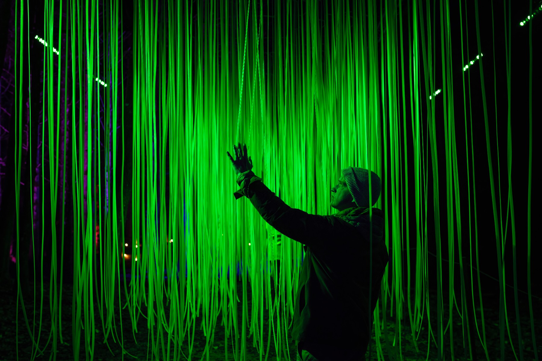 The Enchanted Forest