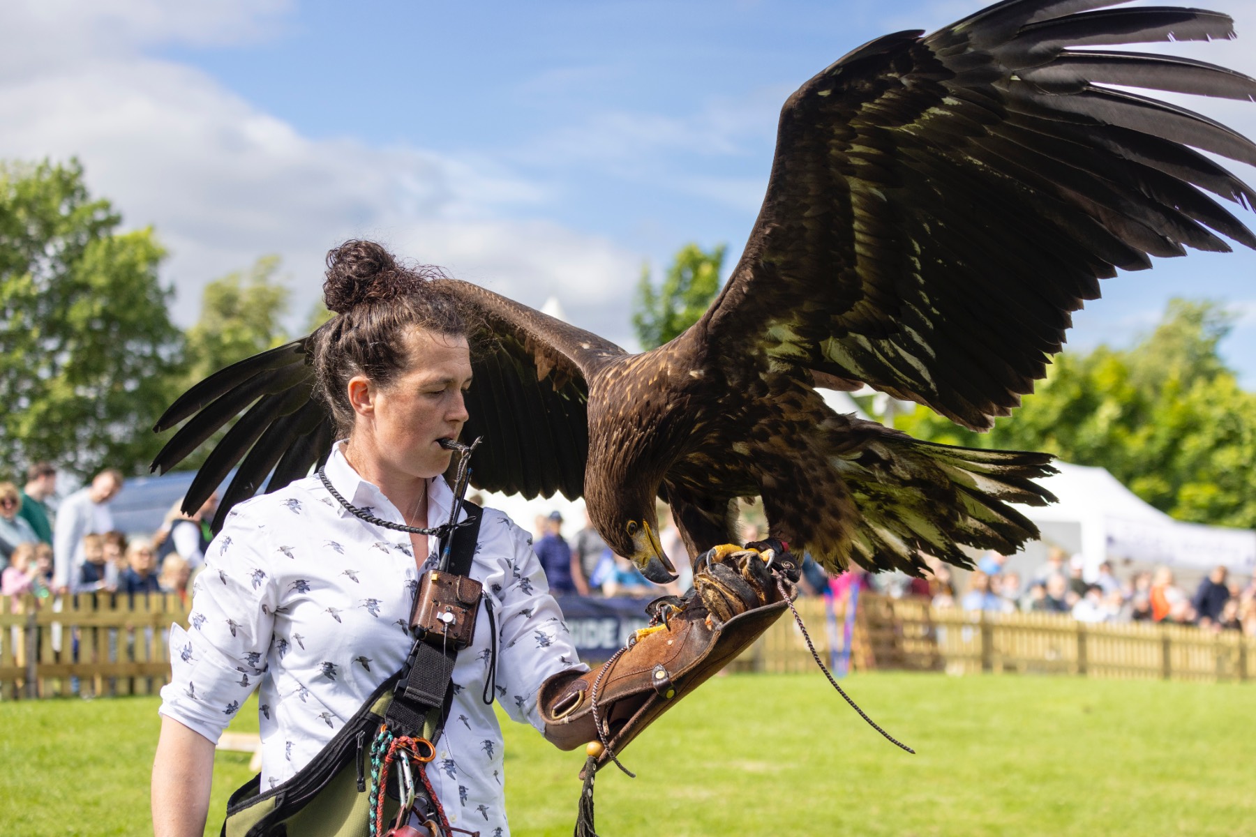 Bird of prey at the Royal Highland Show