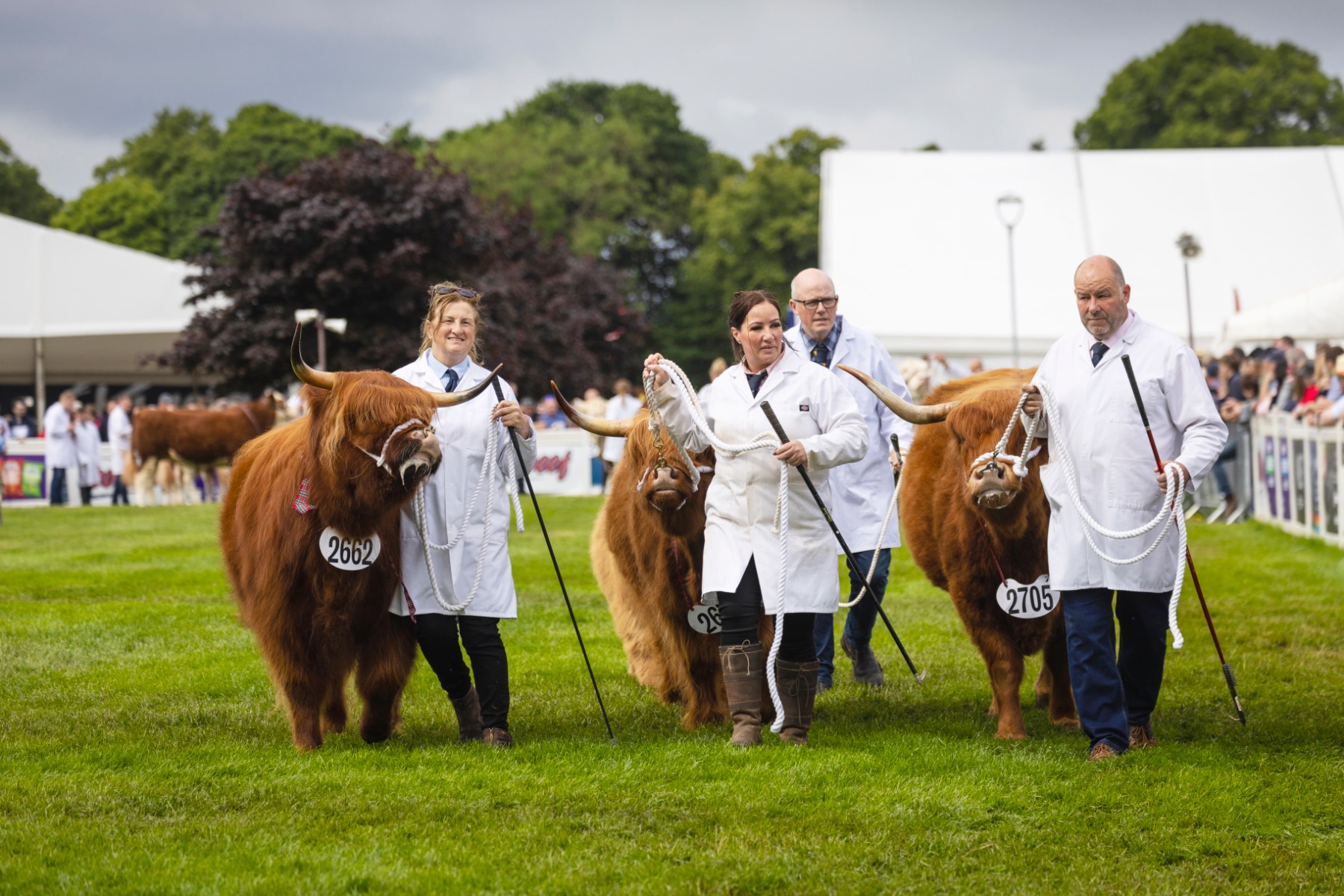 Highland Cattle at the Royal highland Show