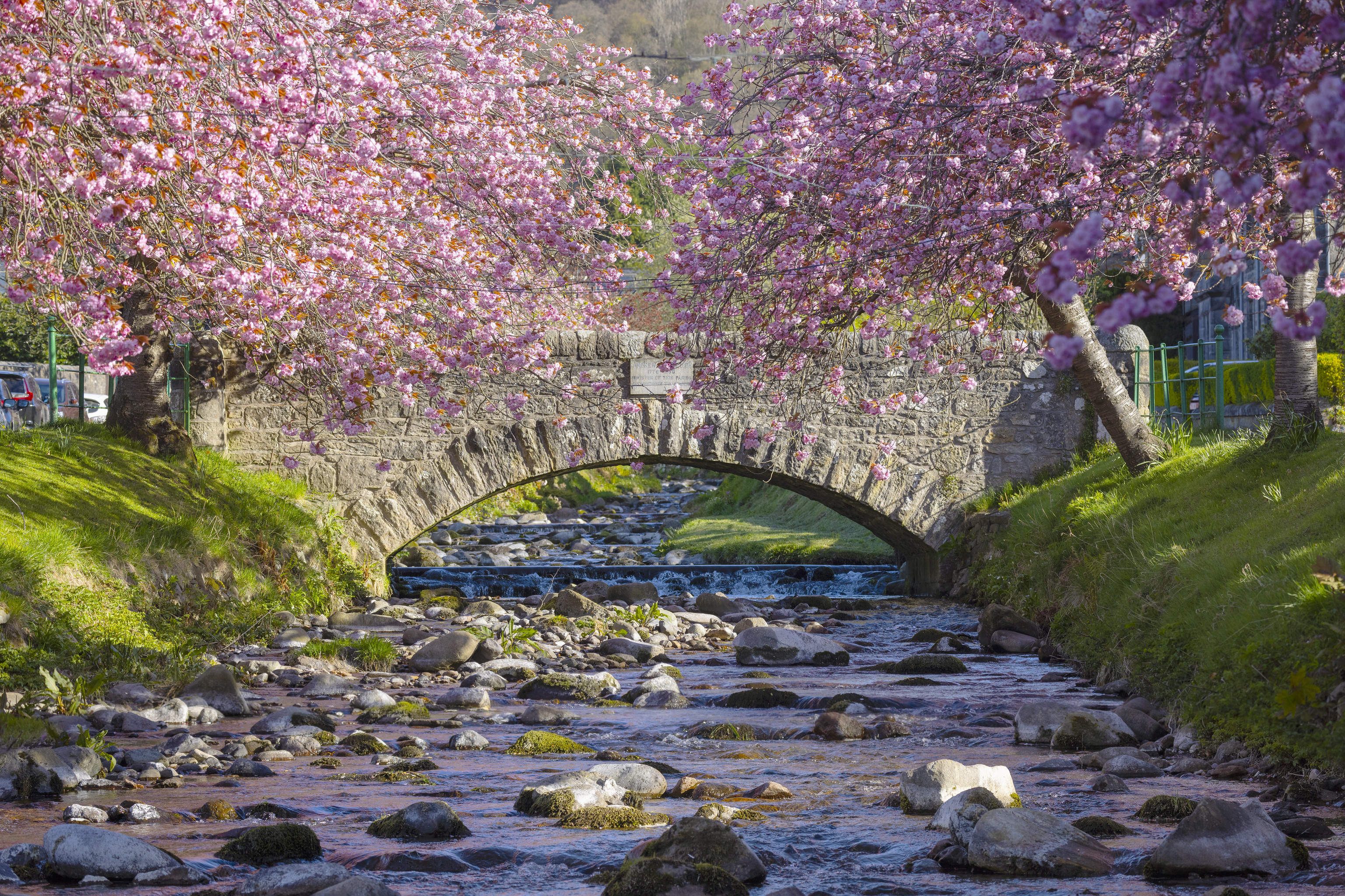 Spring Cherry Blossom at Dollar