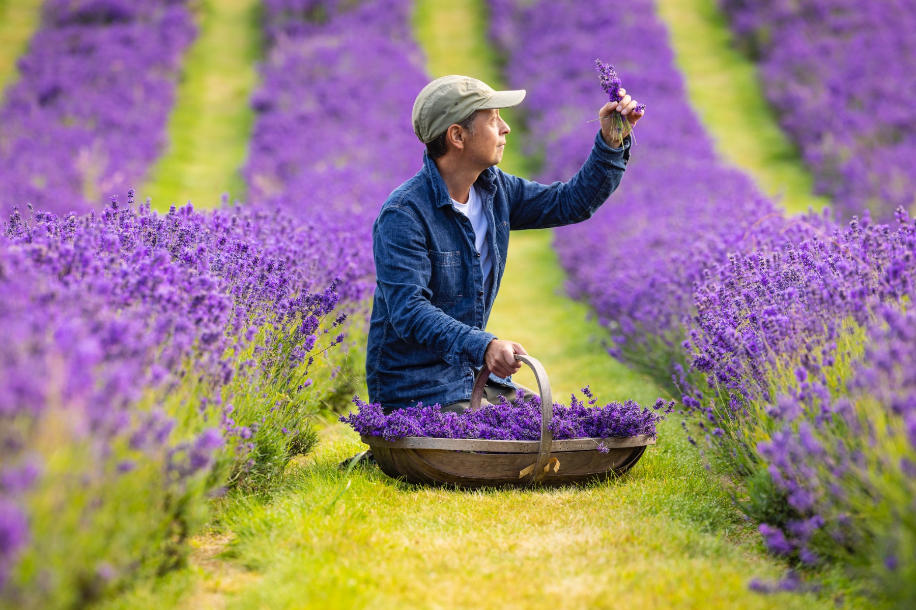Scottish Lavender Oils