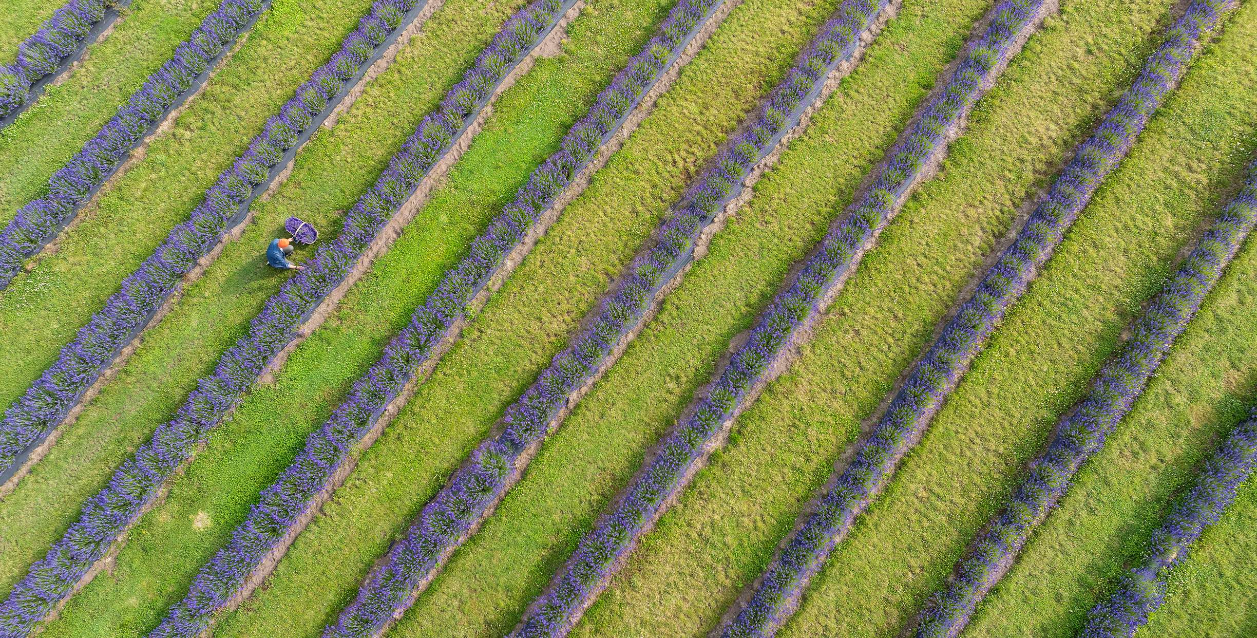Lavender Field from above