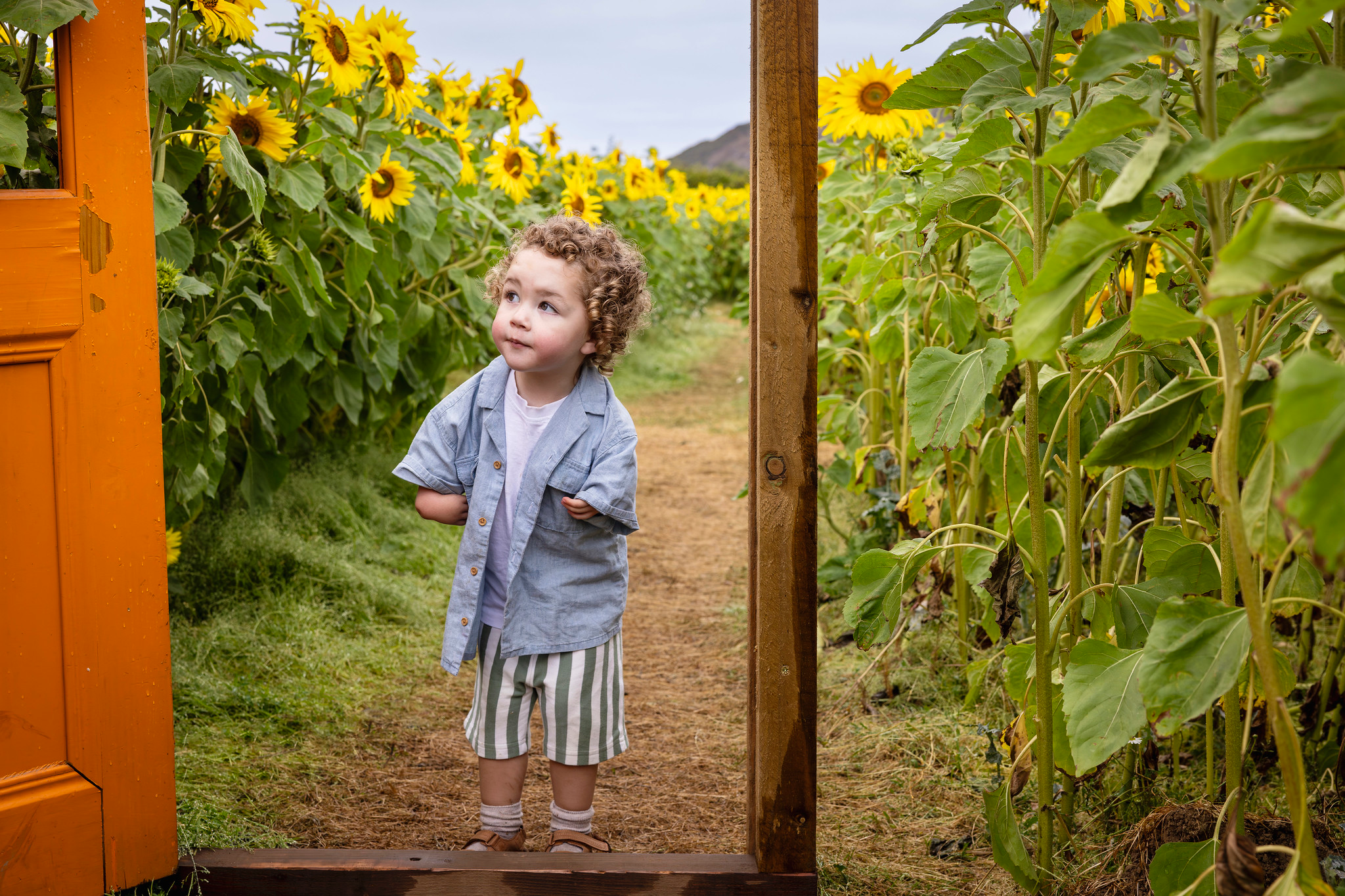 Balgone Estate Sunflower Trail